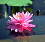 Terriccio per piante acquatiche, sacco da 15 lt - immagine 3