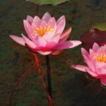 Ninfea rosa