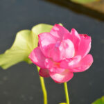 Fiore di Loto