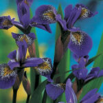 Nr. 2 Iris Versicolor