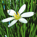 Nr. 2 Zephyranthes