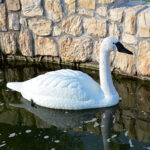 Cigno