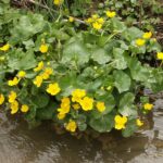 Nr. 2 Caltha Palustris