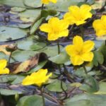 Nr. 2 Nymphoides Peltata (ossigenante)