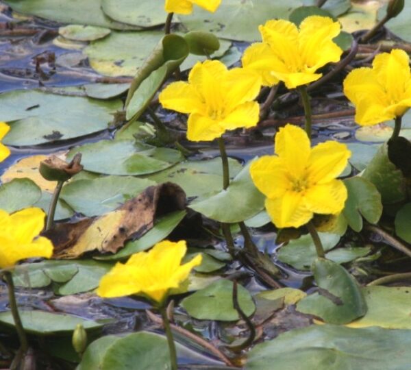 Nymphoides Peltata (ossigenante)