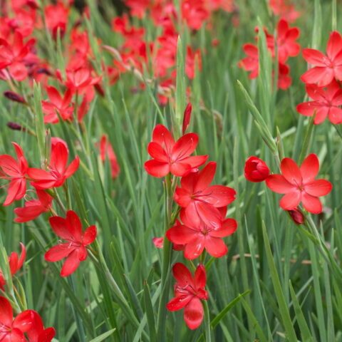 Schizostylis