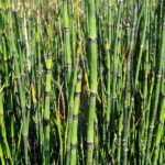 Nr. 2 Equisetum