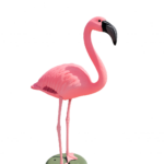 Fenicottero rosa