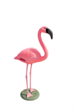Fenicottero rosa