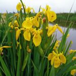 Nr. 2 Iris Pseudacorus