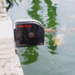 Mangiatoia per pesci automatica media