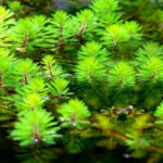 Nr. 2 Myriophyllum (ossigenante)