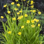 Nr. 2 Ranunculus Lingua