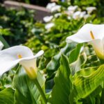Nr. 2 Zantedeschia