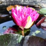 Ninfea Jakkaphong - immagine 2