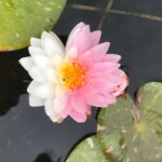 Ninfea Jakkaphong - immagine 3