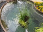 Isola Galleggiante con Piante Acquatiche Purificanti - immagine 9