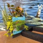 Isola Galleggiante con Piante Acquatiche Purificanti - immagine 7